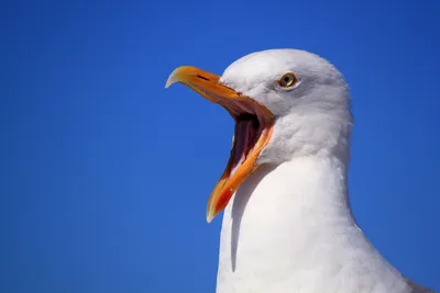 Чудесная птица - чайка...A wonderful bird - a seagull... | Flickr