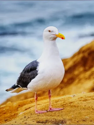 Сребриста х Голяма черногърба чайка (хибрид) - eBird