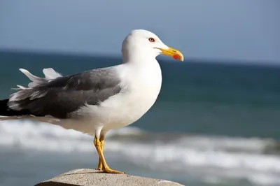 Чайка стоит на камне европейская серебристая чайка larus argentatus крупным  планом чайка стоит на камне у воды | Премиум Фото