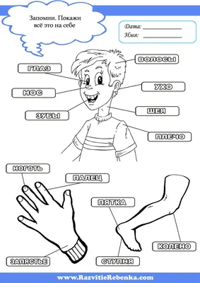 Картинки Части тела человека для детей (37 шт.) - #3690