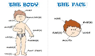 Игра части тела человека - Раннее развитие - Игры на липучках, скачать игру