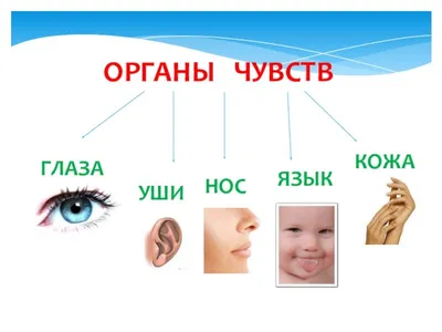 Части тела для детей в картинках на английском: запоминаем быстро и просто!  → slotObzor.com