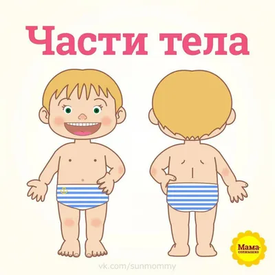 Дидактическая игра для детей 3–4 лет «Изучаем тело человека» (4 фото).  Воспитателям детских садов, школьным учителям и педагогам - Маам.ру