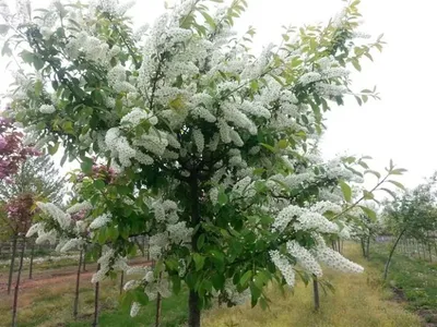 Черемуха \"Syori\" (Суори), купить в Екатеринбурге