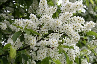 Черёмуха виргинская (Padus virginiana) | Ракита. Питомник растений