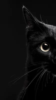 Black Cat | Милые обои, Обои, Кот