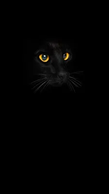 Обои iPhone wallpaper cats | Cat phone wallpaper, Cat wallpaper, Cat drawing