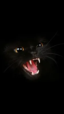 кот, морда, черный - скачать обои | Cat dark, Cat wallpaper, Cats