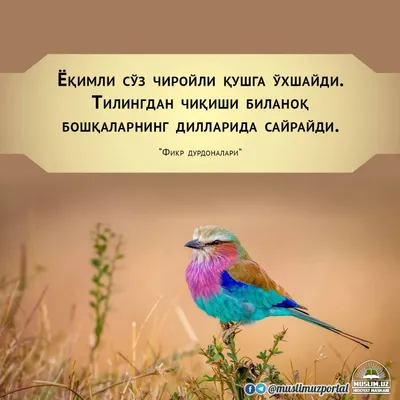 Идеи на тему «Маноли сузлар» (900+) | цитаты, вдохновляющие цитаты,  мусульманские цитаты