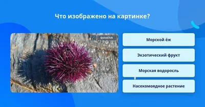 Как узнать, что изображено на картинке, чтобы сформировать запрос роботу? |  Твой друг ИИ | Дзен