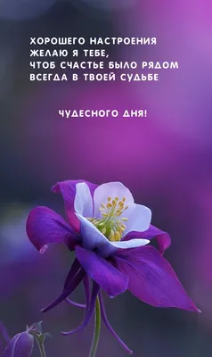 Открытка Хорошего дня, Цветы и подарки в Москве, купить по цене 60 RUB,  Открытки в Jess_eskimo с доставкой | Flowwow