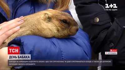 День Сурка в пандемию