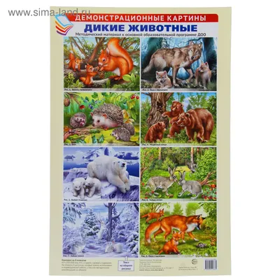 Английский язык. Дикие животные. Wild Animals. 0-02-284 Мир открыток купить  оптом в Екатеринбурге от 28 руб. Люмна