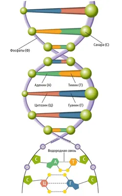 Как работает ДНК?