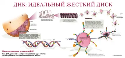 ДНК как живой квантовый компьютер. Гаряев П.П. | тамара савченко | Дзен