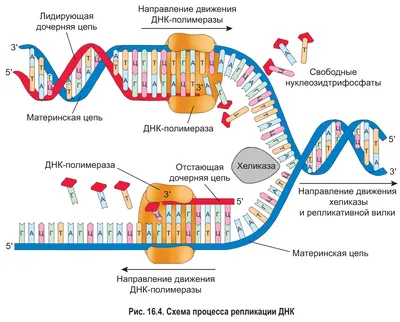 Кислотные вычисленияПочему не получились ДНК-компьютеры | Пикабу