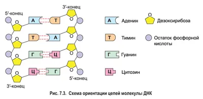 Макет \"Строение молекулы ДНК\", 45см купить в Чите Биология в  интернет-магазине Чита.дети (9278898)