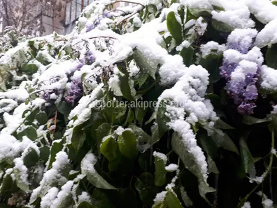 Доброе солнечное прекрасное апрельское…» — создано в Шедевруме