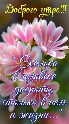 Пин от пользователя Анна Патранина на доске Доброе утро | Доброе утро,  Картинки, Надписи