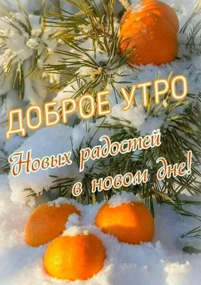 🎅 С ДОБРЫМ УТРОМ, ДРУЗЬЯ! 🎅 Сегодня утро декабря, Я доброе утро тебе  пожелаю. Стучится.. | ВКонтакте