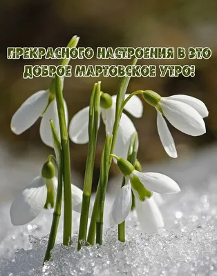 Доброе мартовское утро😉🌷🌷🌷! #доброеутро#мартовскийкот#... | TikTok