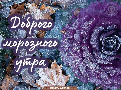 Доброго морозного утра | Зимние картинки, Картинки, Открытки