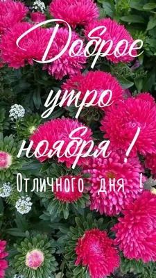 С Добрым Ноябрьским Утром! 1 НОЯБРЯ. #сдобрымутром #доброеутро #осенне... |  TikTok