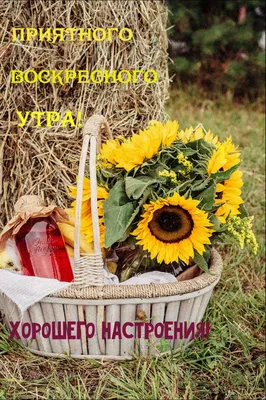 Добрый день и утро августа - замечательные фото 2022 года