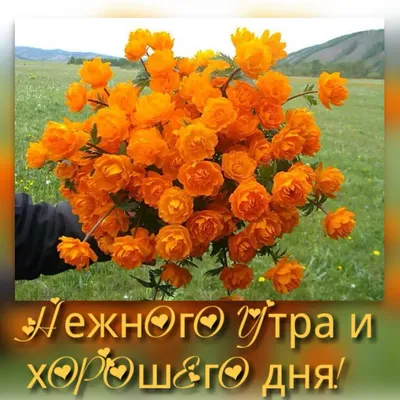 🌻 Доброе утро! 📅 5 июля свой праздник отмечают люди, с головой  поглощенные работой и готовые жертвовать многим ради своей профессии. Это  День... | By Media.Az | Facebook