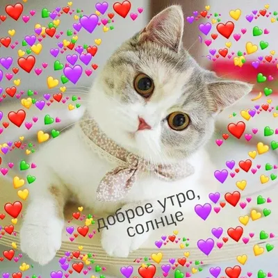 💗 ДОБРОЕ 💗🍃🌞🌿💗 УТРО ЛЮБИМЫМ! 🧡💛💗💛💚 | Кошачьи лапы, Мемы, Милые  котики