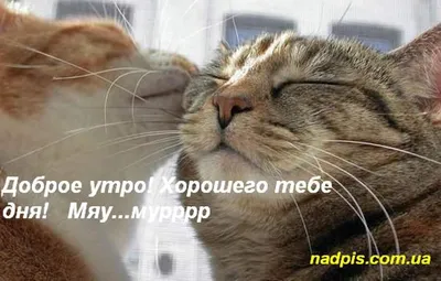 Котики | Доброе утро