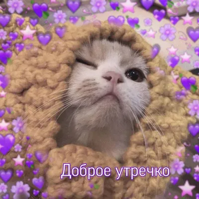 котик #доброеутро #пикчи #пикчискотами #разное #кот #сохраненки #cat  #goodmo #hearts #котенок #любовь #сердечки #утречко #доб… | Веселые мемы,  Смешные мемы, Котята