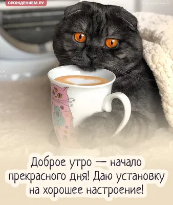 С добрым утром 🌞 #котик#котэ#котэйка#утро#мяу | TikTok