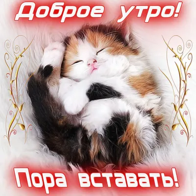 котики говорят доброе утро :) | ВКонтакте