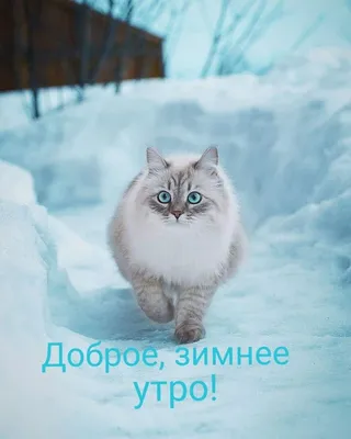 доброеутро #сдобрымутром #утродоброе #утро #котик #кот #котики #коты ... |  TikTok