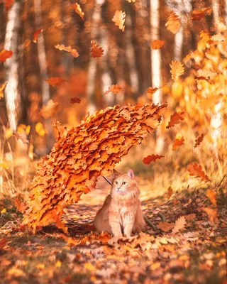 С добрым утром ☕🍁🍂🍁#15октября #сдобрымутром #доброе_утро | TikTok