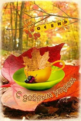 Доброе утро 🌞🍁🍂🍁#доброе_утро #сдобрымутром #1октября #НетУжеЕсть |  TikTok