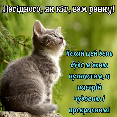 Побажання гарного дня в картинках, своїми словами, у віршах, в смс та  християнські побажання доброго дня — Укрaїнa