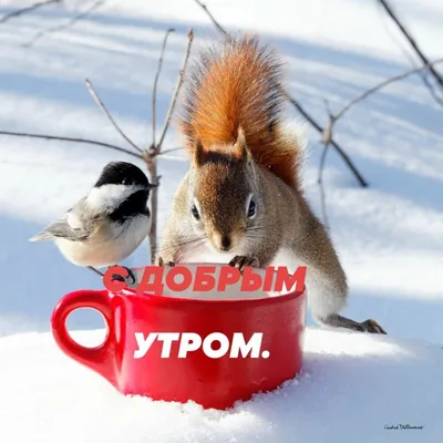 Картинки \"С Добрым Зимним Утром!\" (500+)