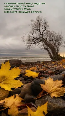 СПОКОЙНОЙ ОСЕННЕЙ НОЧИ! 🍁 Сладких снов осенней ночью! - картинки, фото  прикольные, красивые, со смыслом - Сладких Осенних Снов в открытках