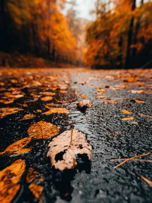 Осенний дождь. Фотограф Александр