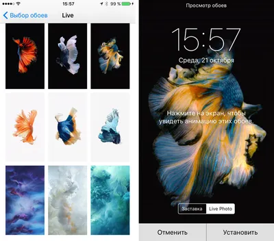 Как поставить Живые Обои на Айфон | сделать Видео на экран блокировки  iPhone установка приложения - YouTube