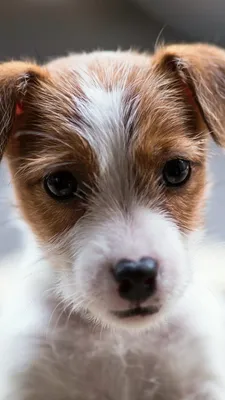 Обои Jack Russell Terrier на телефон iPhone 6 Plus