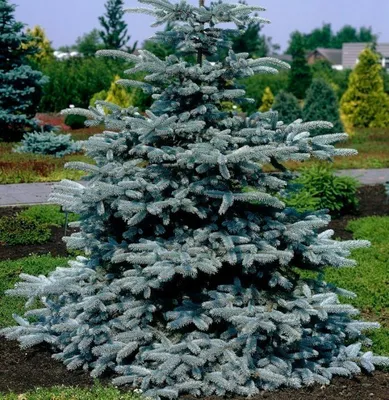 Picea pungens 'Edith', Ель голубая 'Эдит'|landshaft.info