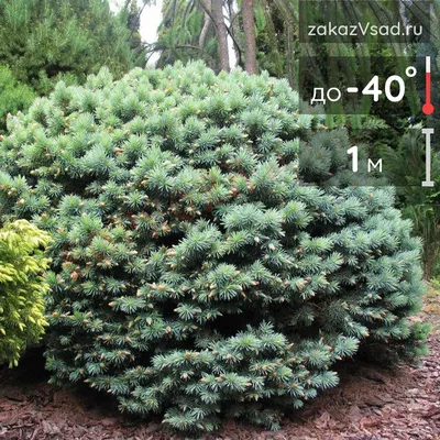 Ель Чёрная (Picea mariana) саженец, 10 шт. в упаковке в интернет-магазине  VALLES.RU