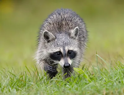 Енот-полоскун -Raccoon. Фотограф Etkind Elizabeth