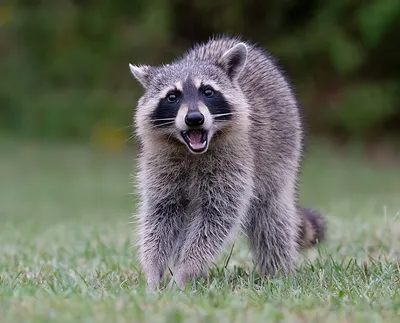 Енот-полоскун -Raccoon. Фотограф Etkind Elizabeth