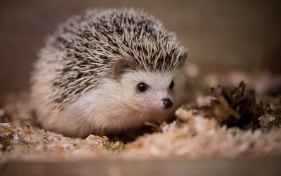 Animal Hedgehog 4k Ultra HD Wallpaper