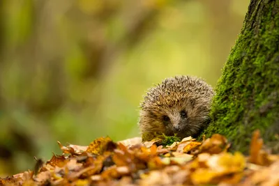 Animal Hedgehog HD Wallpaper