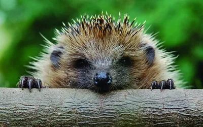 Animal Hedgehog HD Wallpaper